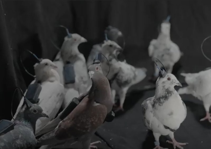 Ulazimo li u eru biodronova? Putinovi znanstvenici razvili 'špijunske golubove'