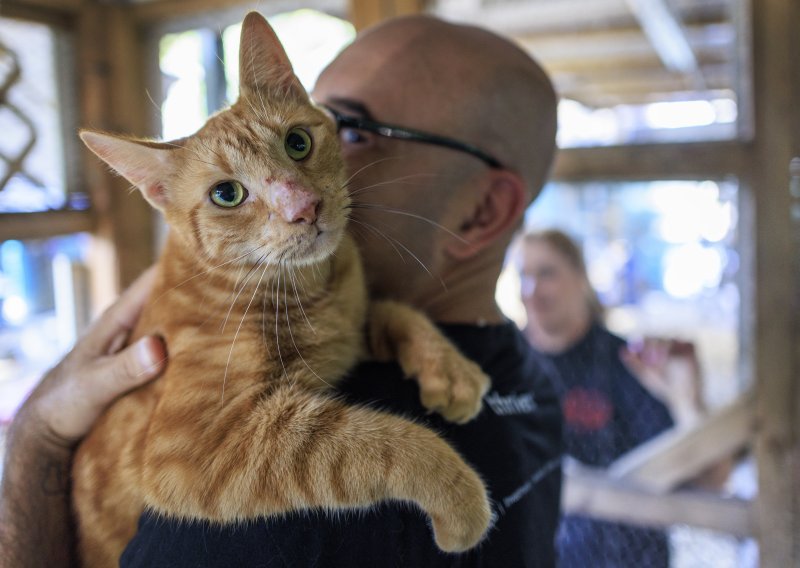 Nova studija ruši staru teoriju: Domaće mačke u Europu stigle tek u doba Rimskog Carstva