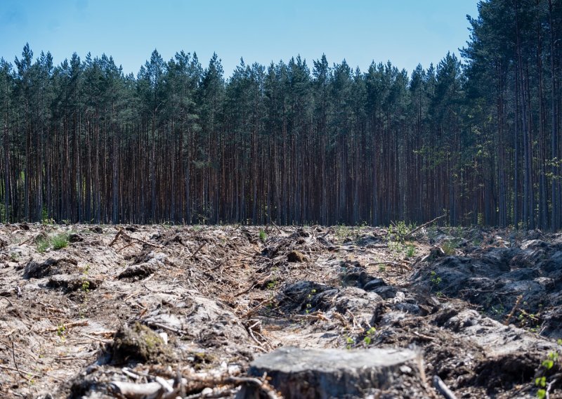 Europska uredba o deforestaciji ima saborsku većinu, ali nisu svi sretni: 'Kako će se provoditi?'