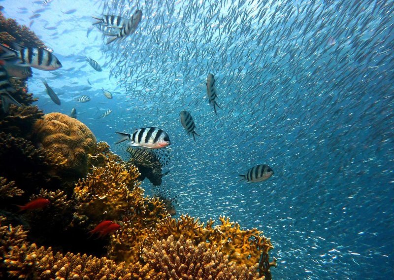 Riblji fond Sredozemlja se oporavlja: Mnogi problemi ostaju neriješeni