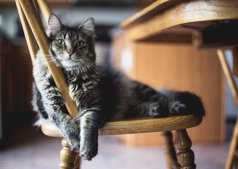 Drevni DNK riješio povijesnu zagonetku: Mačke nisu naše, nego smo mi njihovi