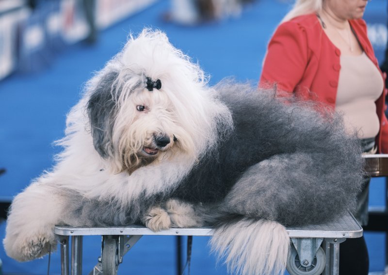 Ovo su psi koji su se borili za titulu najljepšeg. Pogledajte najslađe njuškice