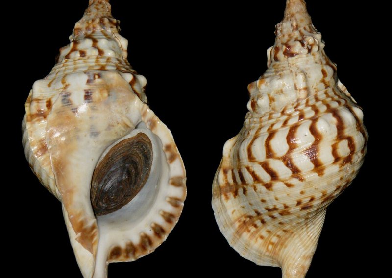 Školjke pronađene u Španjolskoj mogle bi biti među najstarijim glazbenim instrumentima