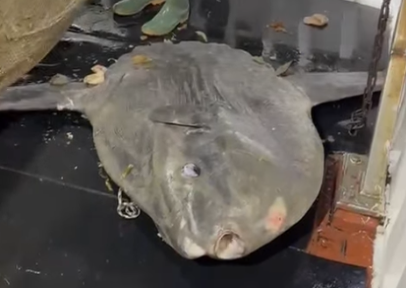 VIDEO Iz Jadrana izvukli grdosiju od 200 kila: 'Ovo je jedno od najčudnijih stvorenja'