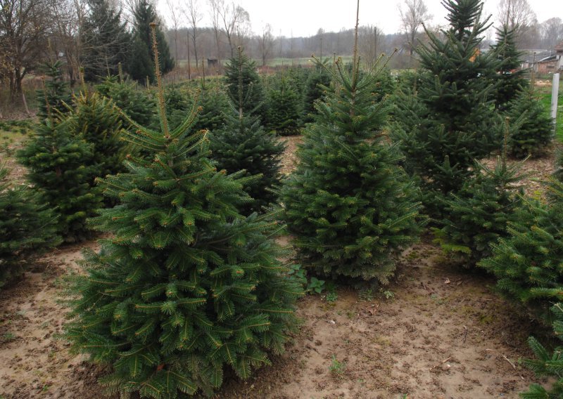 Uvoz božićnih drvaca eksplodirao za nevjerojatnih 70 posto, najviše iz Danske i Mađarske