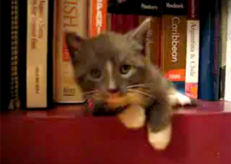 Slatki mačić Waldo zaspao na polici za knjige