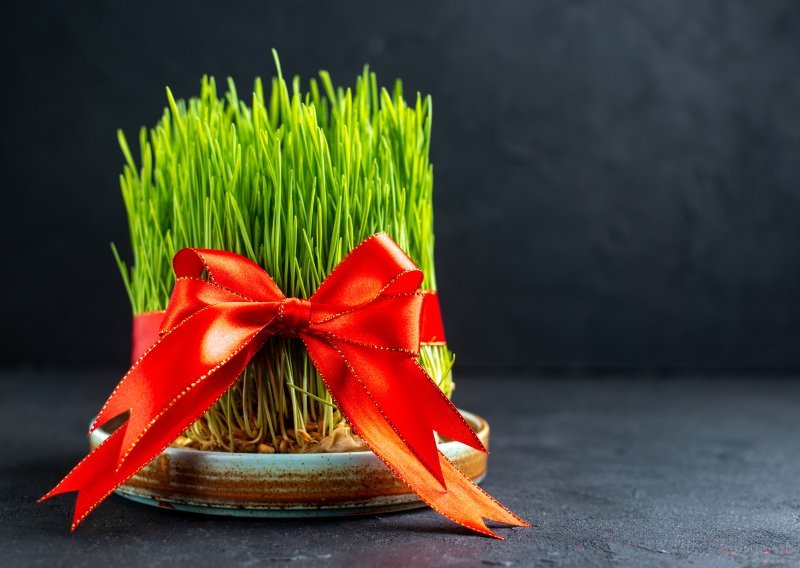 Danas slavimo svetu Luciju: Znate li zašto baš na ovaj dan sijemo pšenicu?