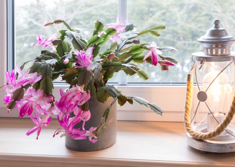 Ako nikako ne možete natjerati svoj božićni kaktus da procvjeta, ovo vrijedi isprobati