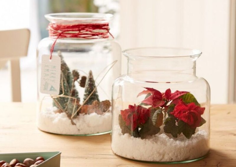 Čarobna zimska biljka najljepši je božićni poklon, a evo što sve s njom možete napraviti