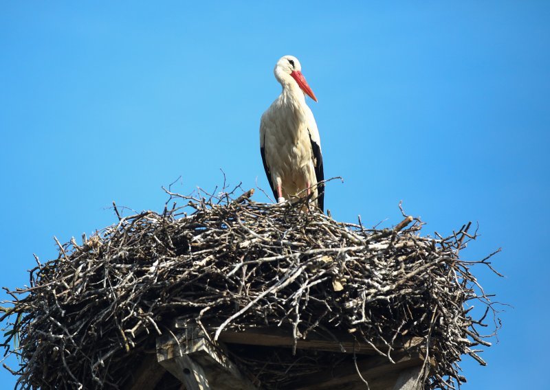 Ptičja gripa hara Španjolskom, uginule stotine roda