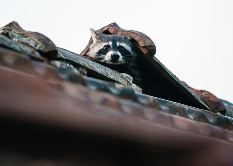 Mrtav-pijan rakun poharao trgovinu, osumnjičen za više 'provala'