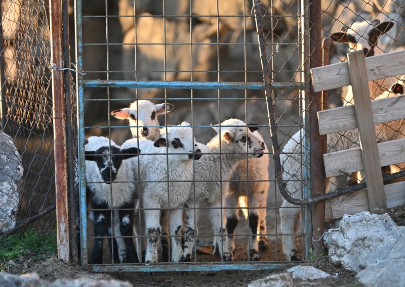U Hrvatskoj po prvi put potvrđena kuga malih preživača