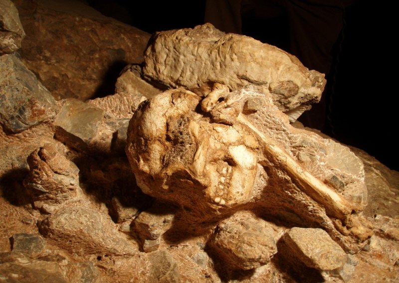 Jedan od najcjelovitijih fosila ikad mogao bi biti posve nova vrsta ljudskog pretka