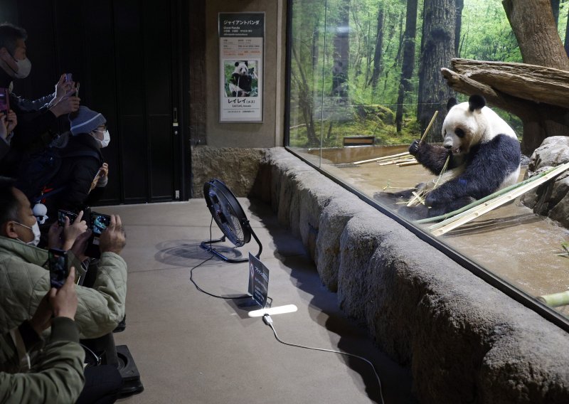 Japanci u suzama: Uskoro vraćaju Kini divovske pande blizance