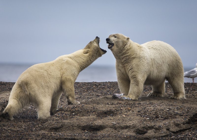 Porast temperature ostavlja trag u DNK-u polarnih medvjeda