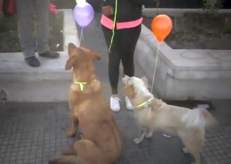Pogledajte dirljiv video za pomoć psima lutalicama