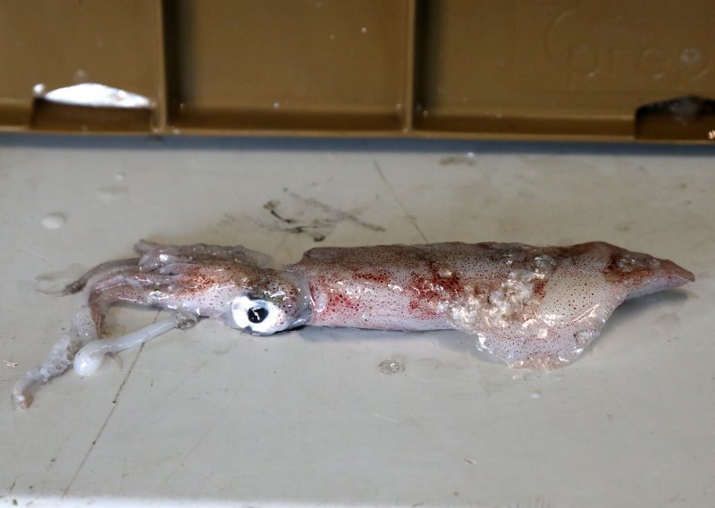 Budite oprezni glede badnjeg ručka: Povlače se lignje zbog 'povećane' količine kadmija