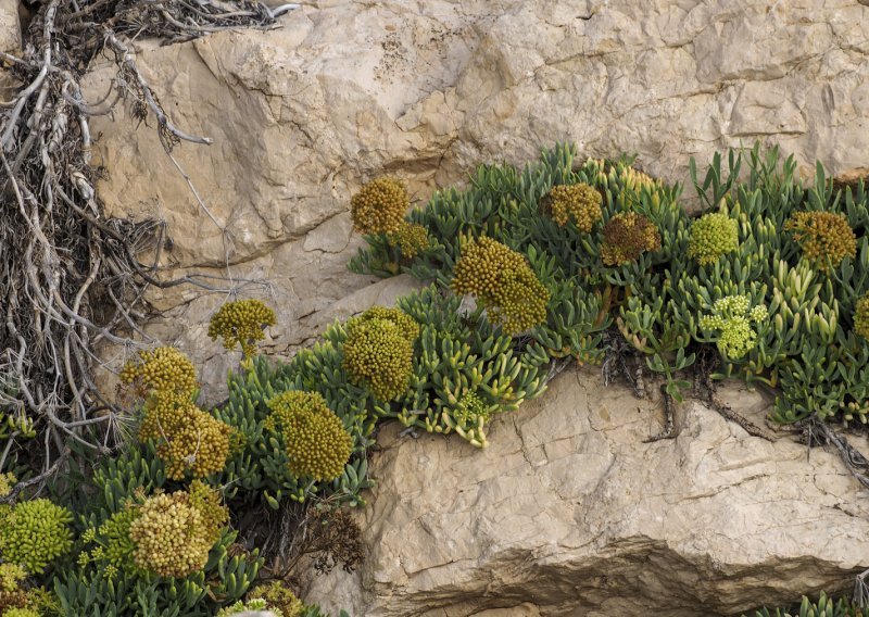 Ove biljke uspijevaju ondje gdje druge propadaju – i mogle bi promijeniti obalu