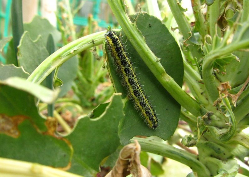 Dok se fokusiramo na suše i poplave, štetnici razaraju usjeve