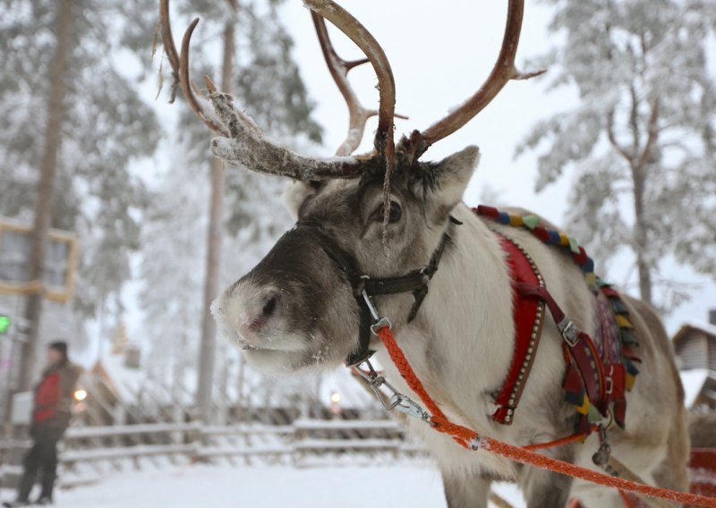 Djed Božićnjak ostaje bez prijevoza? Finski sobovi su ugroženi, a za sve je kriv Putin