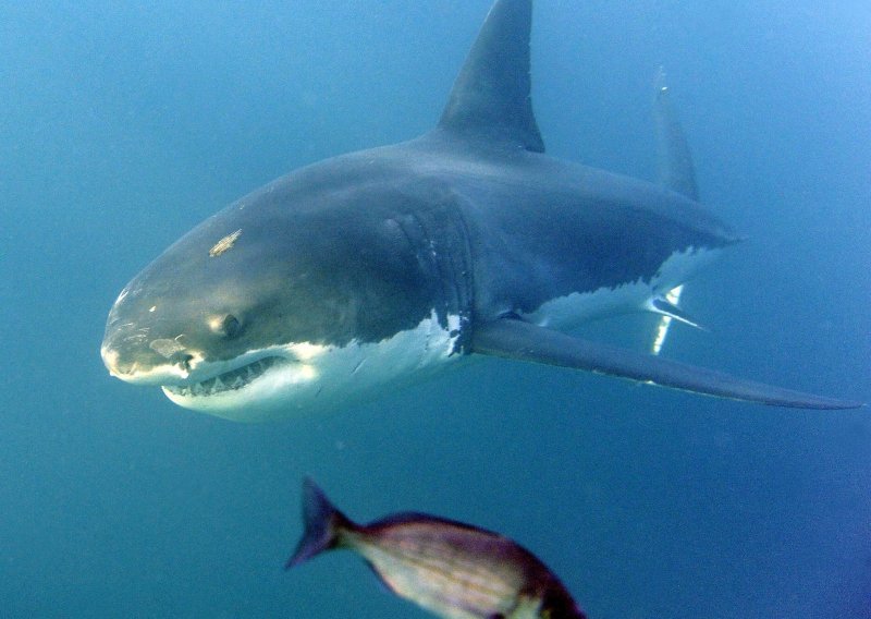 Velike bijele psine nestaju iz Sredozemnog mora: Ilegalni izlov gura ih prema izumiranju