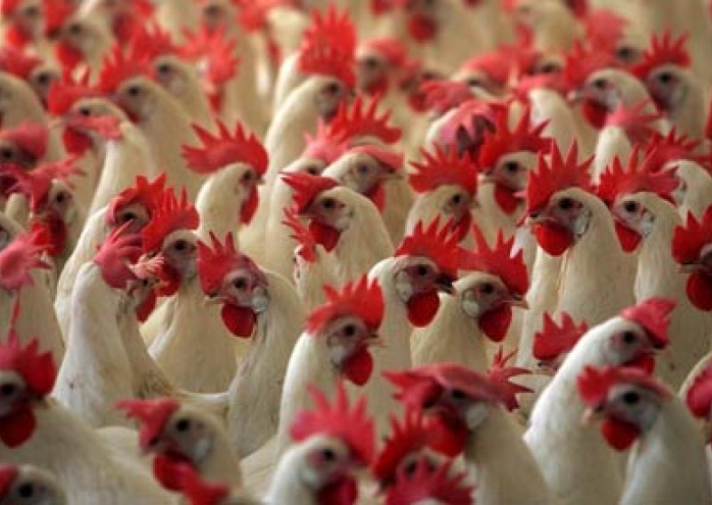 Novi slučaj zaraze ptičjom gripom u Vijetnamu