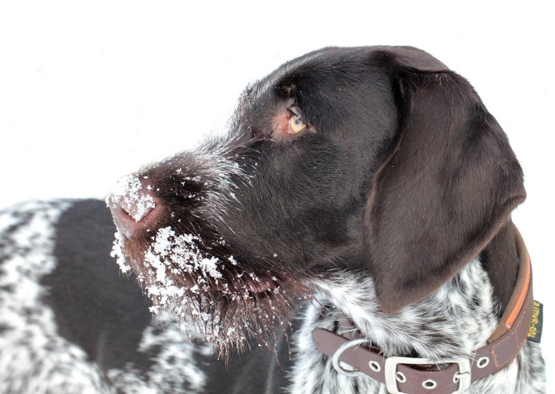 Prijatelji životinja upozoravaju usred niskih temperatura: 'I ako prežive, iznimno pate'