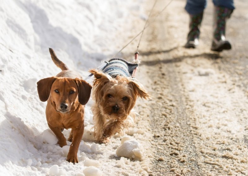 Psi mogu naučiti iz govora više nego što se mislilo, istraživači otkrili detalje