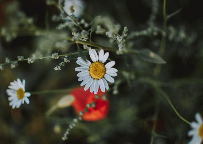 Alarmantni podaci: Umjesto desetak, u siječnju zabilježeno čak 310 biljnih vrsta u cvatu
