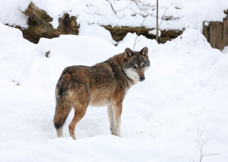 Novi plan za vukove u Hrvatskoj: Opažena 43 čopora, stanje je dobro samo u jednoj regiji