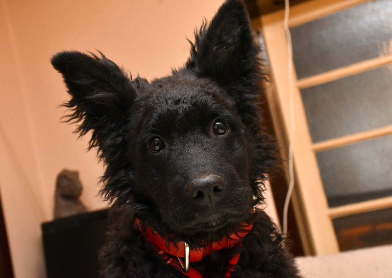 Hrvatski ovčar proglašen nematerijalnim kulturnim dobrom Republike Hrvatske