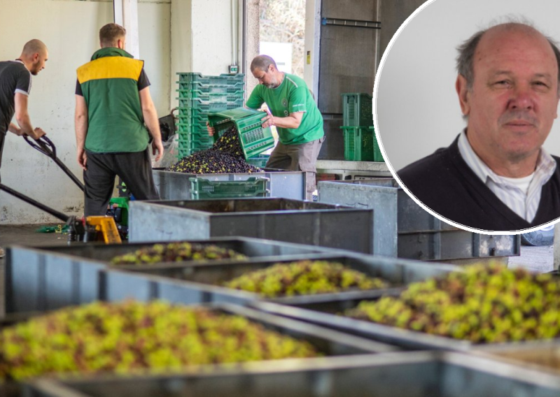 Svako treće maslinovo ulje palo na testu kvalitete, stručnjak tvrdi: 'Jedini lijek je ovo'