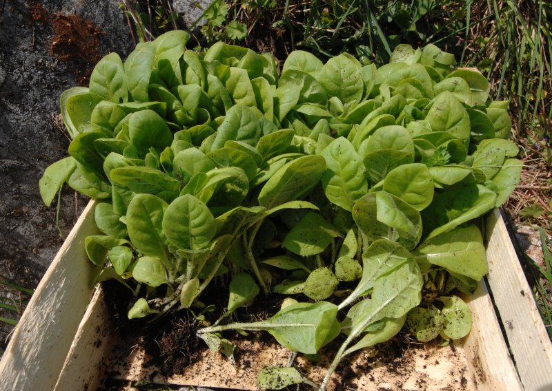 U ovoj županiji, uzgoj duhana je značajan za opstanak stanovništva, traže potporu ministarstva