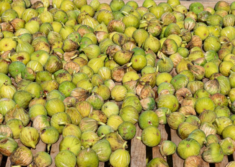 Varali s nasadima smokve, pa osuđeni na rad za opće dobro