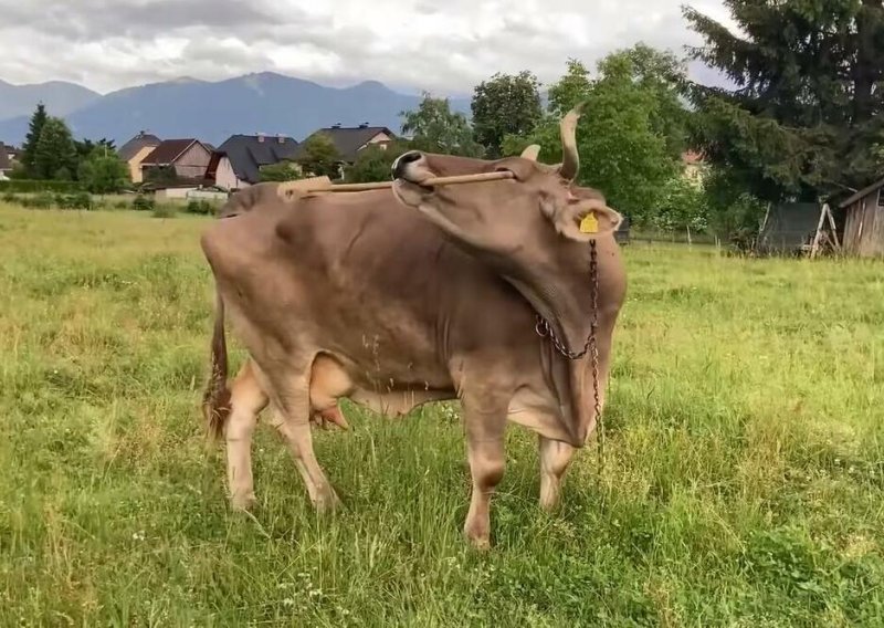 [VIDEO] Ovo je Veronika, krava koja je zadivila znanstvenike