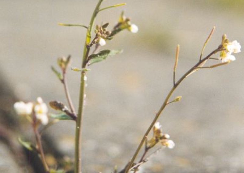 Biljke koje zajedno rastu međusobno se upozoravaju na stresne i opasne situacije