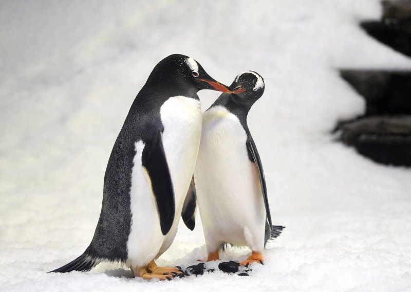 Znanstvenici zabrinuti: Ono što se događa pingvinima nikada prije nije zabilježeno kod kralježnjaka