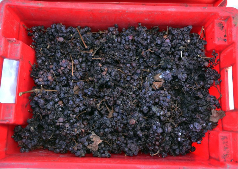 Zbog zatopljenja ledena berba postala rijetkost, ove godine vinari su imali sreće