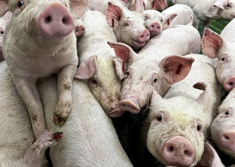 Veterinarska komora upozorava: Svinjska kuga i dalje prijeti, virus nije nestao