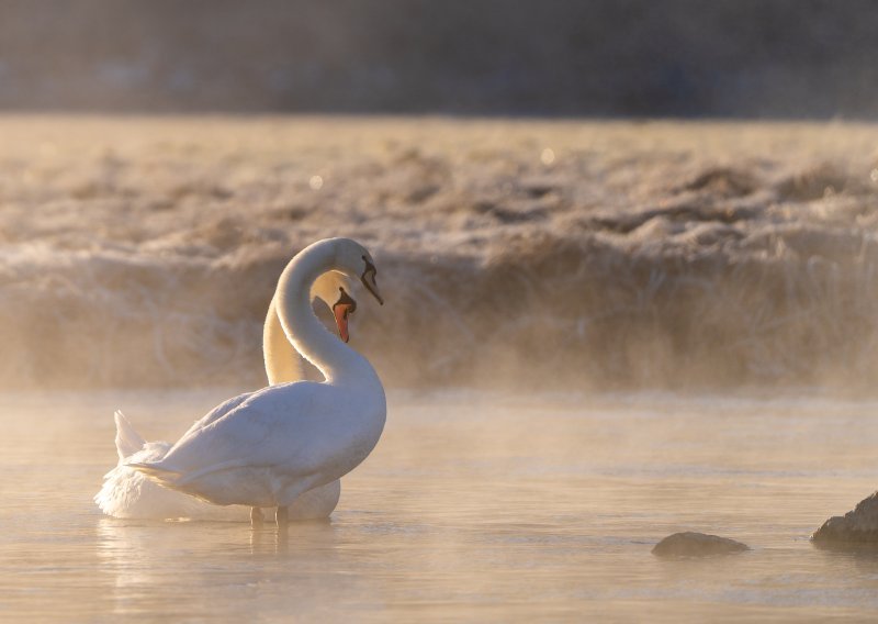 Tužna scena na jezerima blizu Koprivnice: Uginulo desetak labudova, istražuje se uzrok