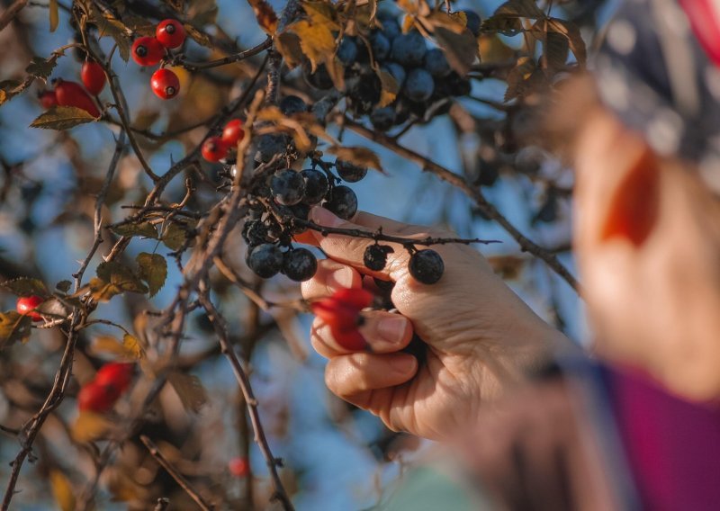 Pale proizvođačke cijene voća, povrća i maslinova ulja