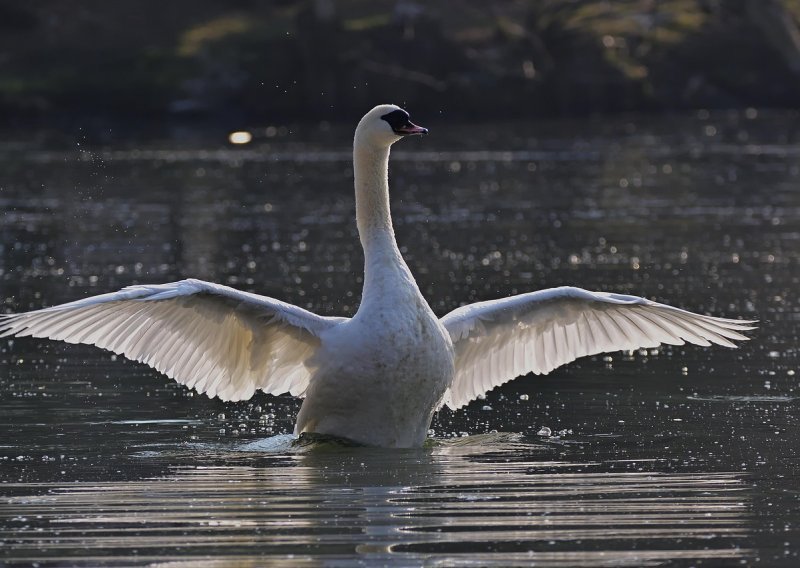 Influenca ptica ubila labude kod Koprivnice, utvrđuje se konkretna patogenost
