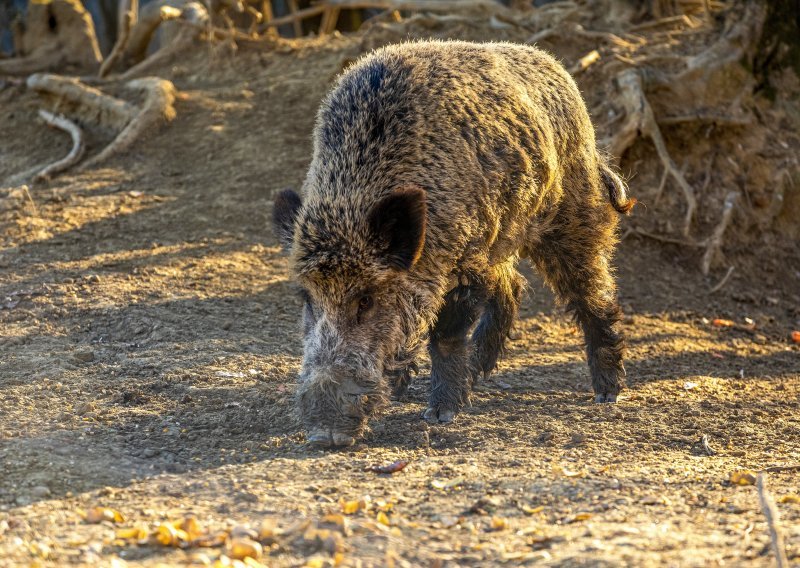Divlje svinje viđene u Zadru: 'Nisu to krokodili došli, kakva je panika nastala'