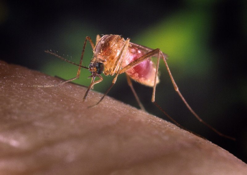 Four in Serbia die, 63 infected with West Nile virus
