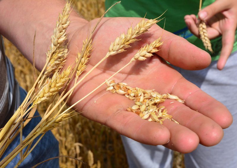 U Hrvatskoj raste proizvodnja pšenice, no jedna 'žitarica za zrno' bilježi pad