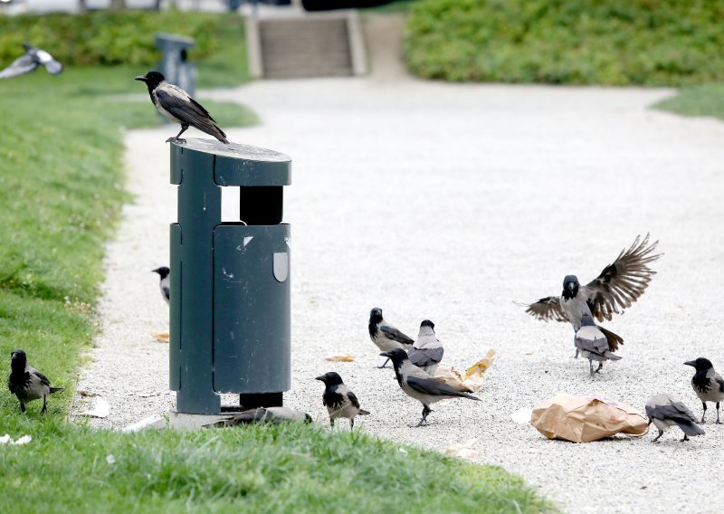 Zagreb pod opsadom: Vrana je sve više, evo što stručnjaci savjetuju građanima