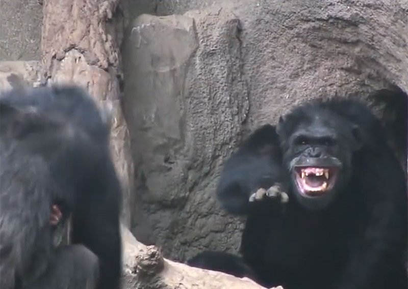 Čimpanze su poput ljudi – rođene ubojice!