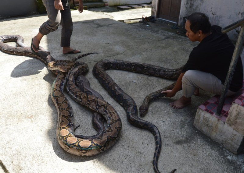 Duga 7,22 metra: Ženka mrežastog pitona je najduža zmija ikad izmjerena u divljini