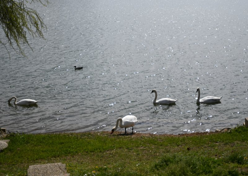 Potvrđen drugi slučaj influence ptica na sjeveru Hrvatske