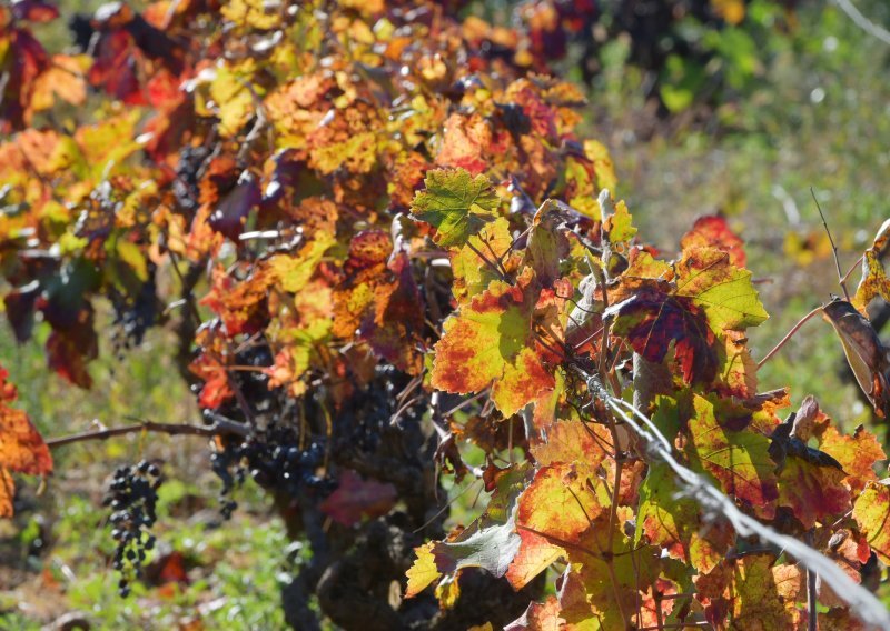 Zlatna žutica ozbiljno ugrožava vinogradarstvo: Moramo djelovati odmah